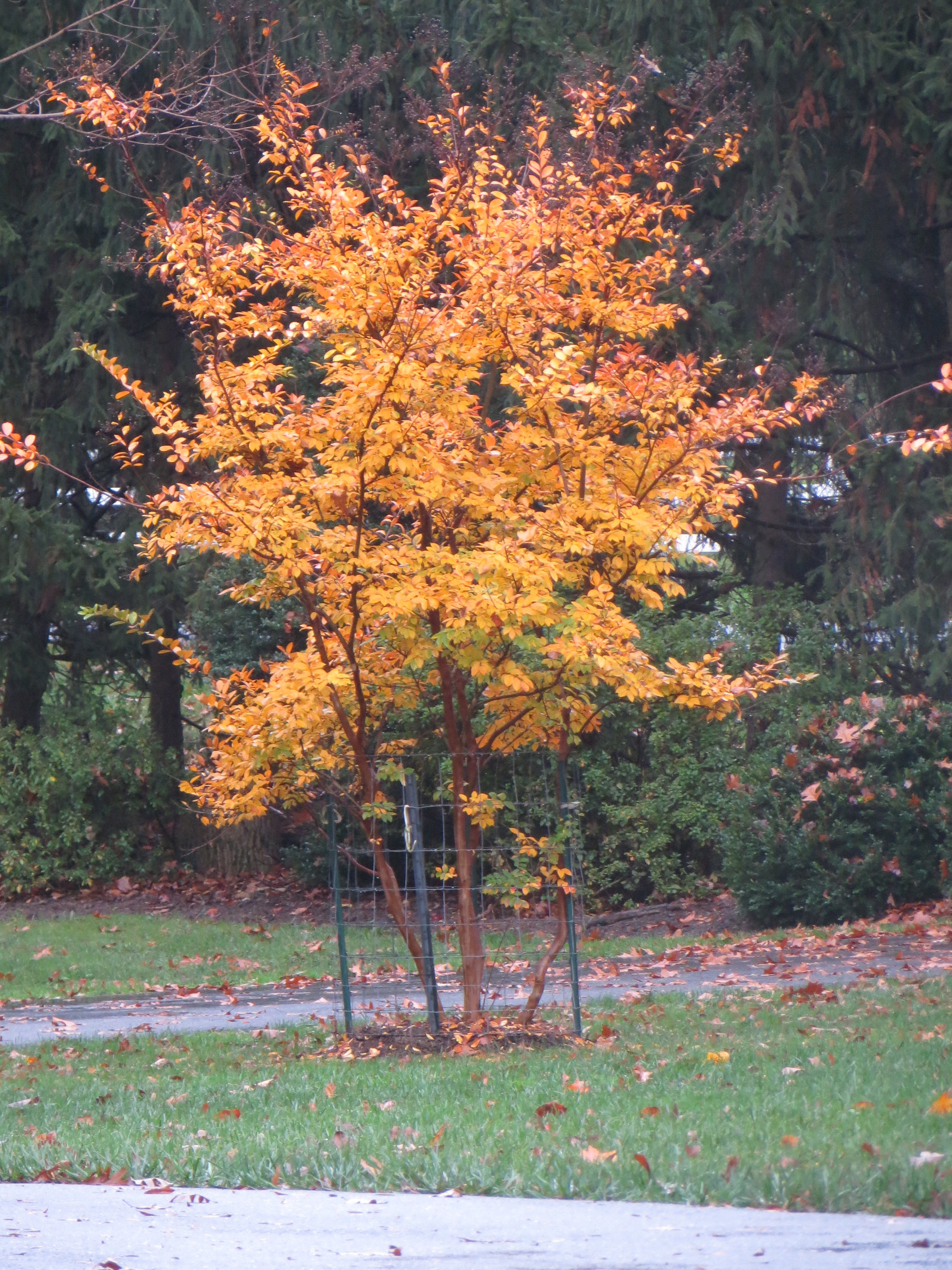 Crepe Myrtle Fall.Home