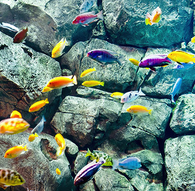 Cichlid fish in tank
