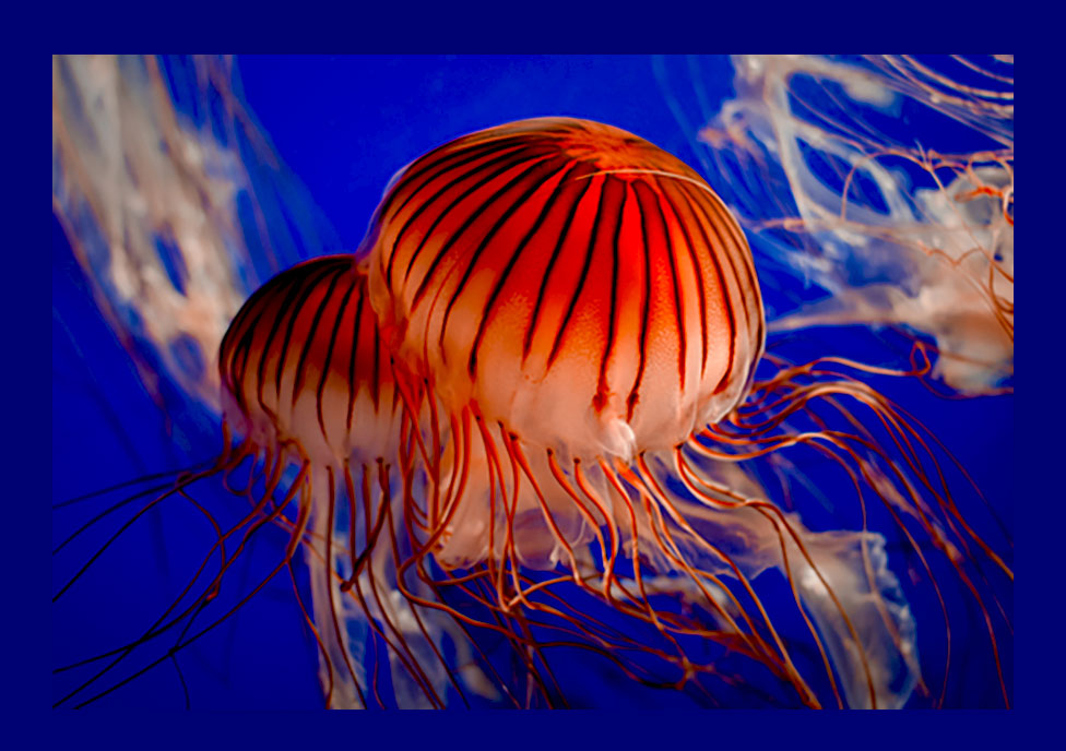 JellyfishMating_Web