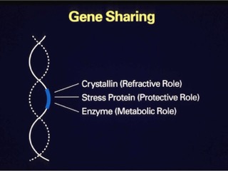 Gene Sharing copy