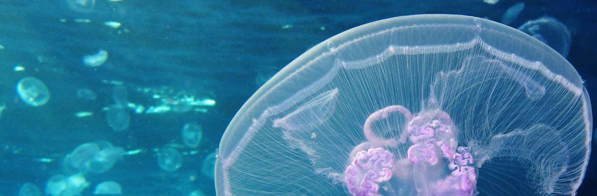 Challenges of Choice: Stories, like Jellyfish, are Hard to Capture