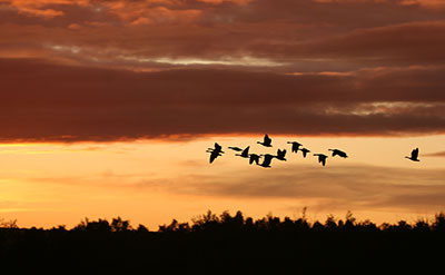 The Winning Side of Loss