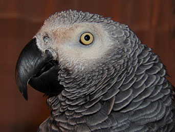 What if We Behaved Like Animals?