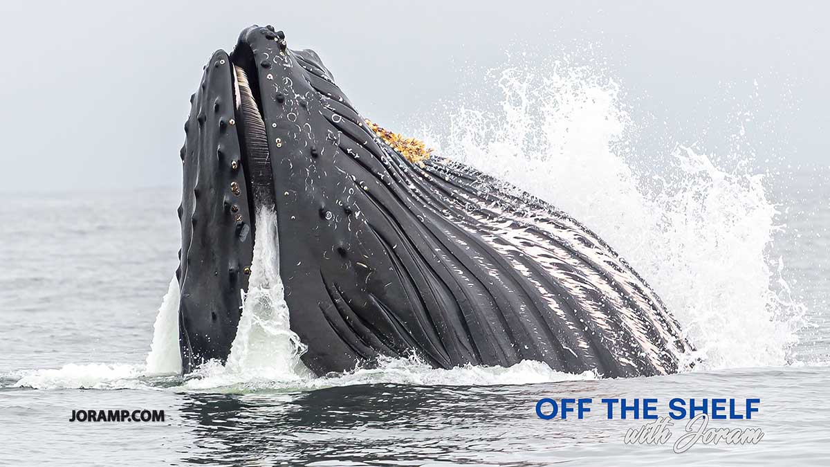 Off the Shelf With Joram – What are you reading now?